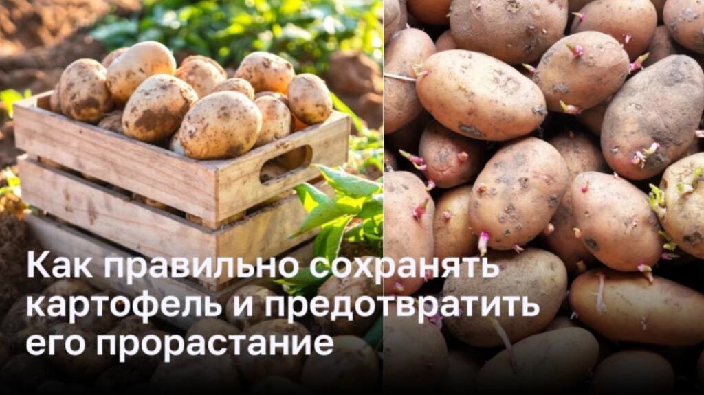 Как сохранить картофель от прорастания: советы и рекомендации