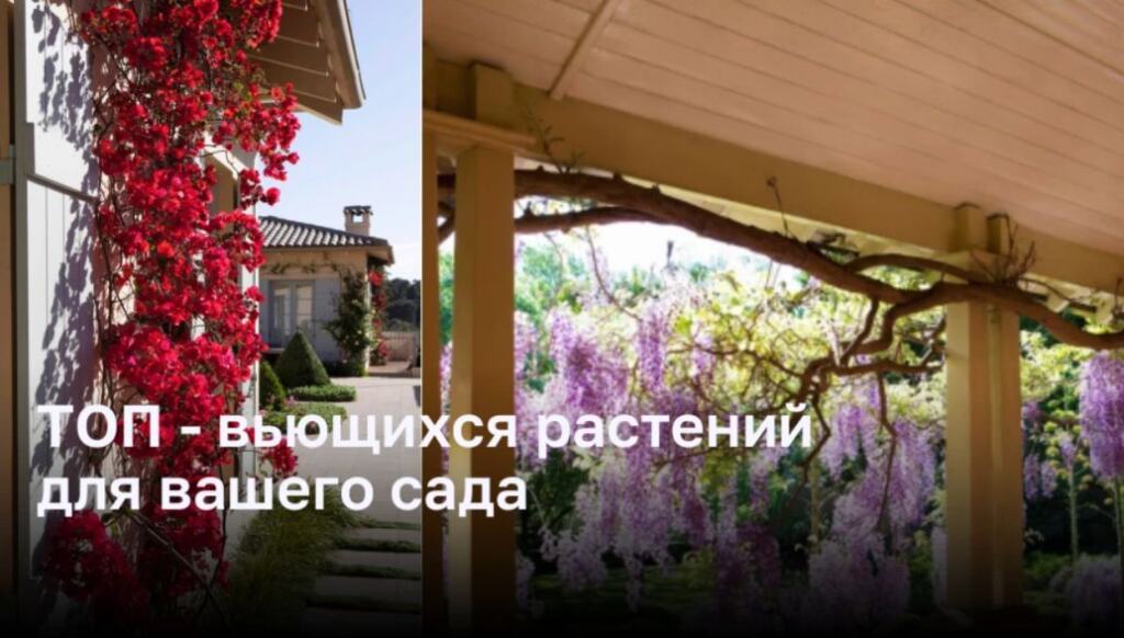 Восхитительные вьющиеся растения для вашего сада - DomDaily