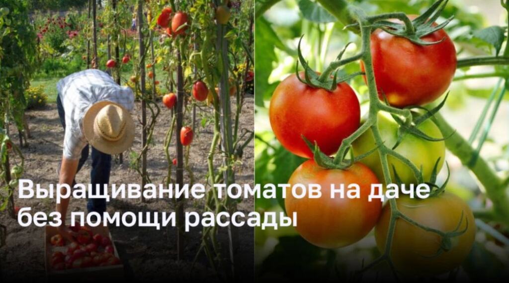 Выращиваем томаты на даче без помощи рассады