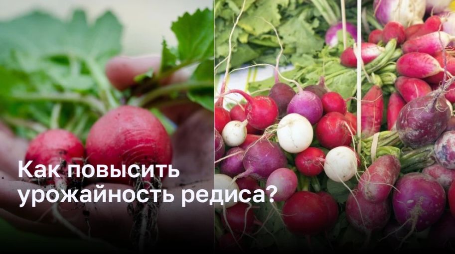 Увеличение урожайности редиса: секреты успеха