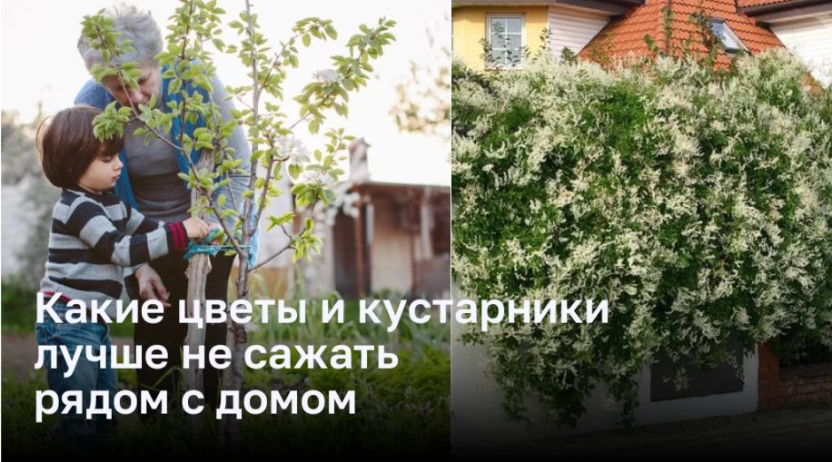 Какие цветы и кустарники лучше не сажать рядом с домом