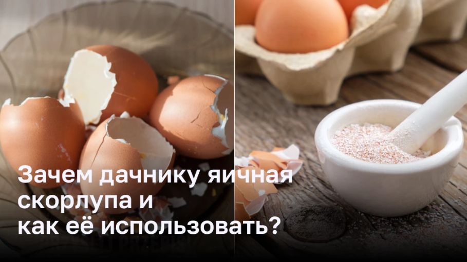 Зачем дачнику яичная скорлупа и как её использовать?