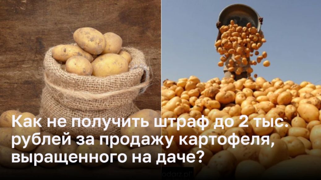 Как не получить штраф до 2 тыс. рублей за продажу картофеля, выращенного на даче?