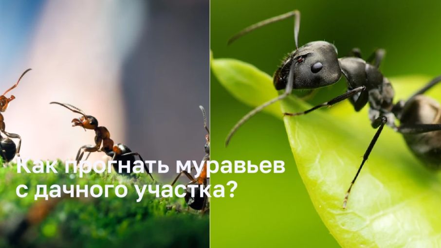 Как прогнать муравьев с дачного участка?