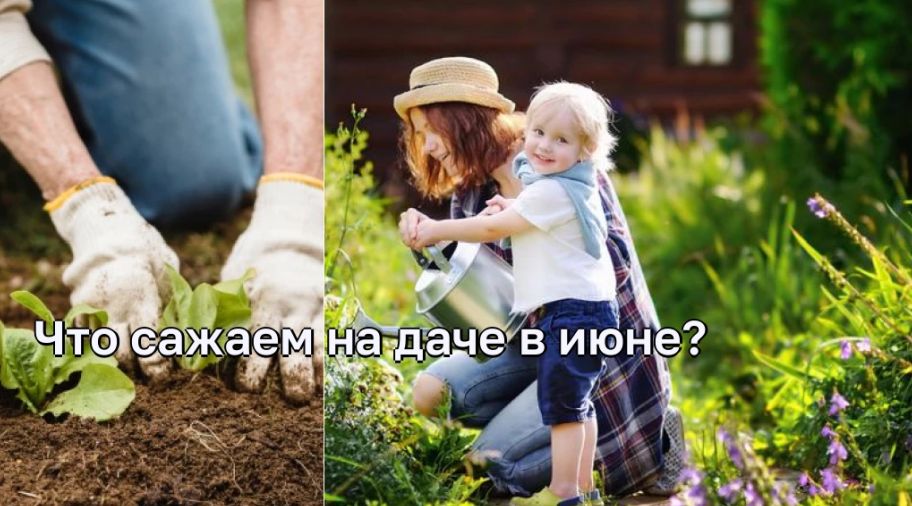 Что сажаем на даче в июне?