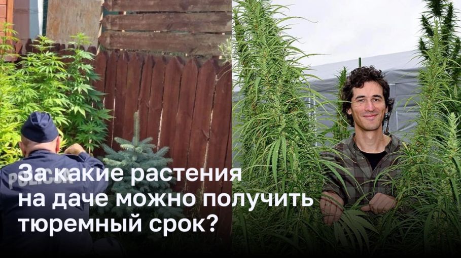 За какие растения на даче можно получить тюремный срок?