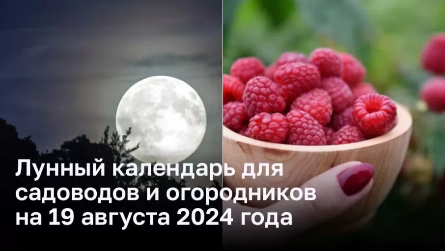 Лунный календарь для садоводов и огородников на 19 августа 2024 года