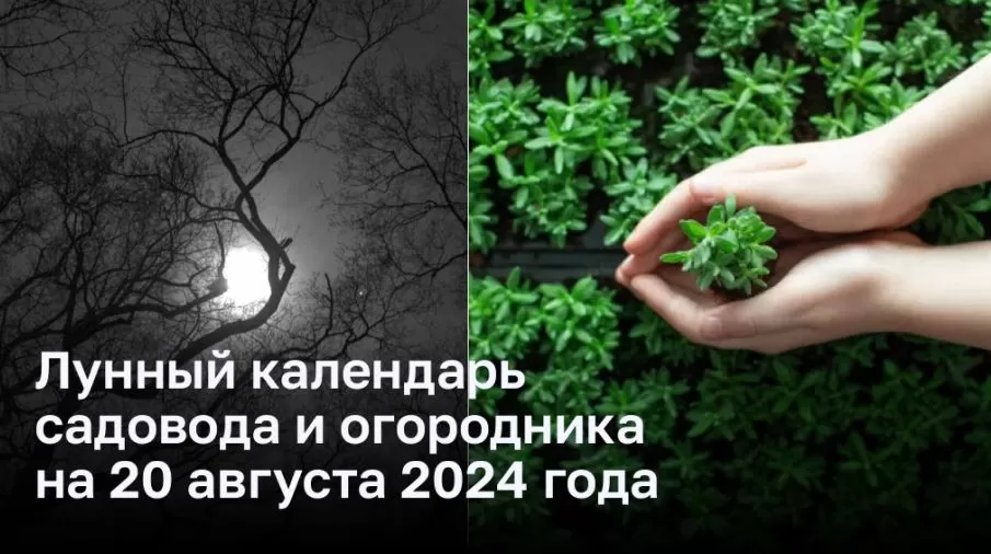 Лунный календарь садовода и огородника на 20 августа 2024 года