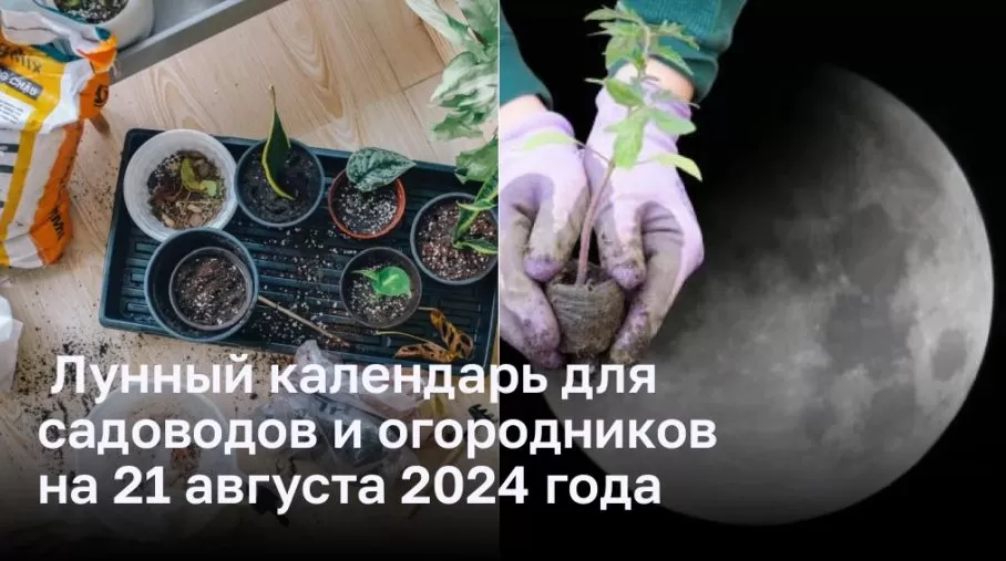 Лунный календарь для садоводов и огородников на 21 августа 2024 года