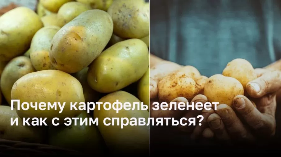 Почему картофель зеленеет и как с этим справляться?