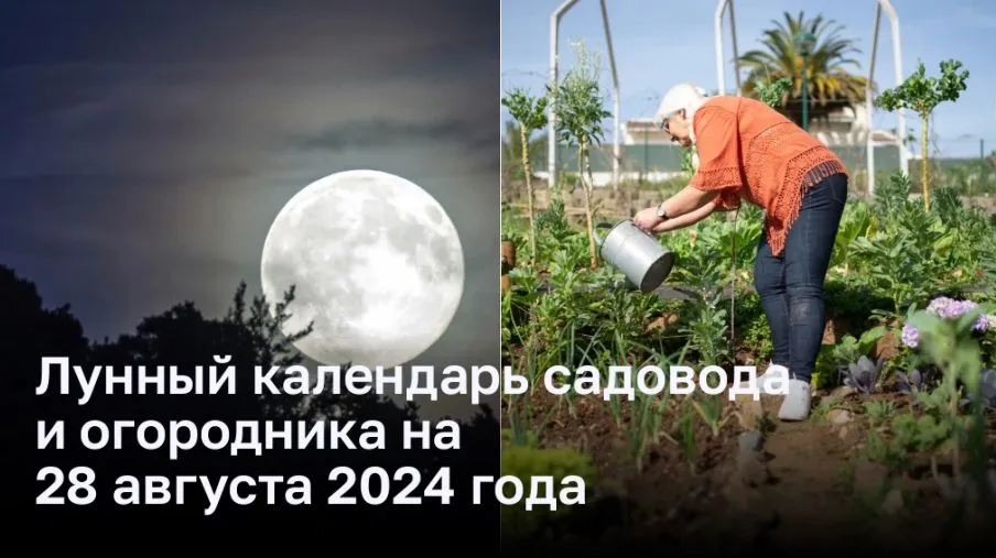 Лунный календарь садовода и огородника на 28 августа 2024 года