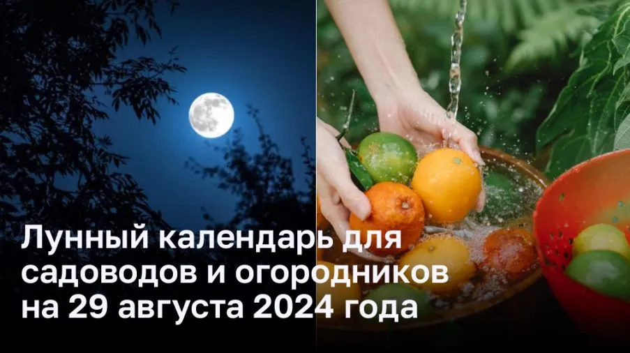 Лунный календарь для садоводов и огородников на 29 августа 2024 года