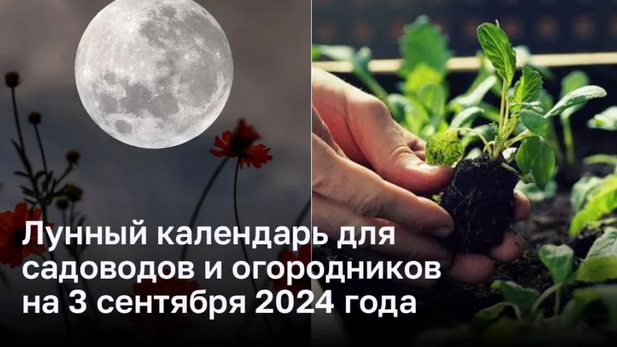 Дачный лунный календарь на август 2024 года