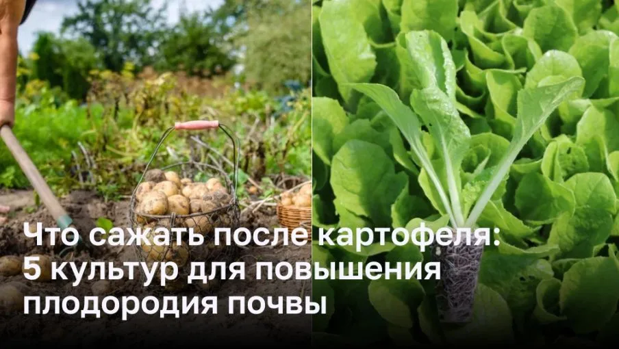 Что сажать после картофеля: 5 культур для повышения плодородия почвы