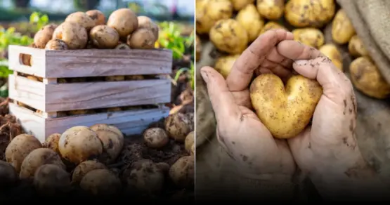 Как вырастить ведро картофеля с одного клубня по китайской методике