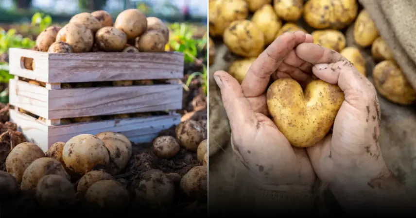 Борьба с колорадским жуком: как защитить картофельные грядки