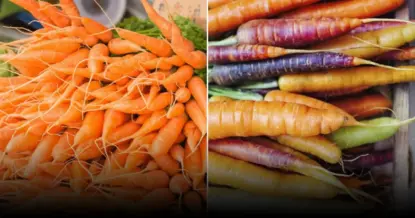 Агрономы объяснили причины стрелкования моркови