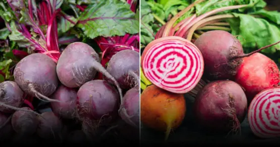 Настурция и свёкла: как повысить урожай огурцов и улучшить вкус