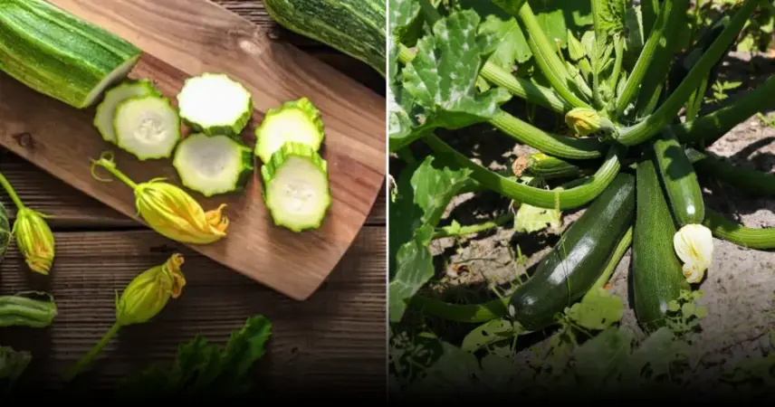 Названы рекомендуемые сроки посадки кабачков