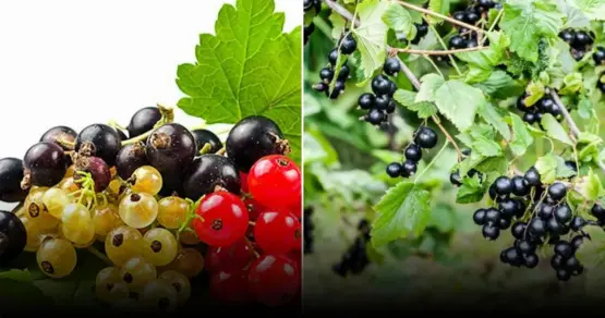 Секреты сибирских садоводов: как обрезать смородину