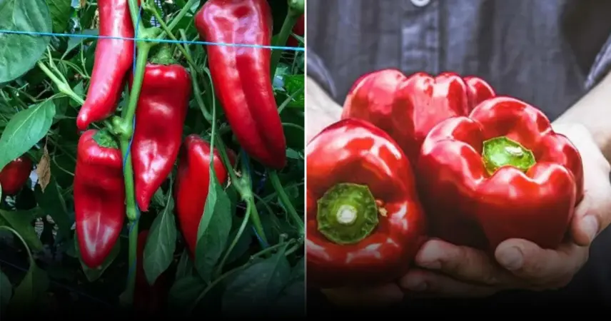 Как ускорить проращивание семян перца и получить крепкую рассаду