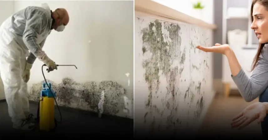 Как победить плесень в доме и сохранить здоровье семьи без крупных ремонтов