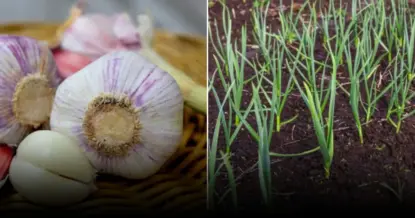 Севооборот чеснока: как избежать потерь урожая