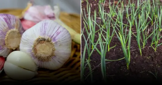 Севооборот чеснока: как избежать потерь урожая