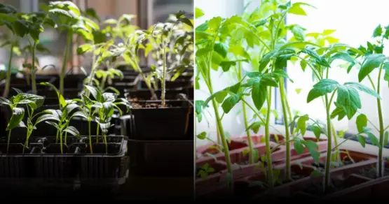 Как предотвратить плесень на рассаде и сохранить крепкие всходы