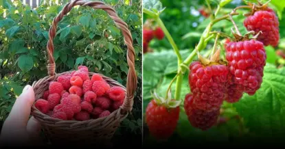 Как вырастить крупную и сладкую малину без кислинки