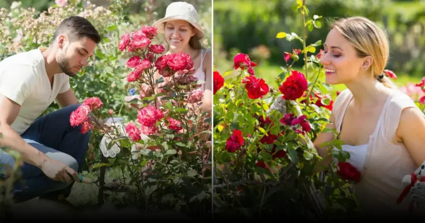 Пробуждение роз после зимы: как правильно их подкормить