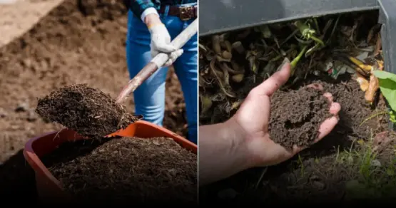 Огородникам назвали лучшее природное супер-удобрение