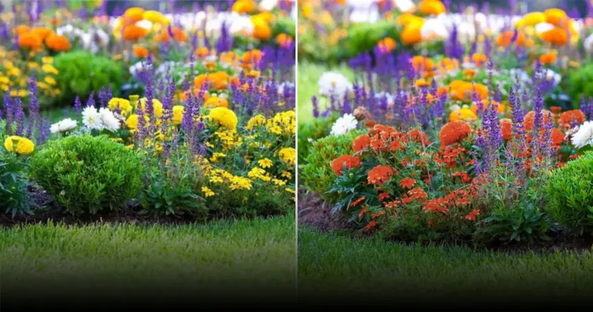 Рыбные отходы как удобрение для цветов: практические советы