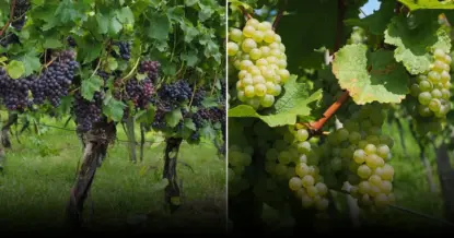 О чём сигнализирует трещащий виноград