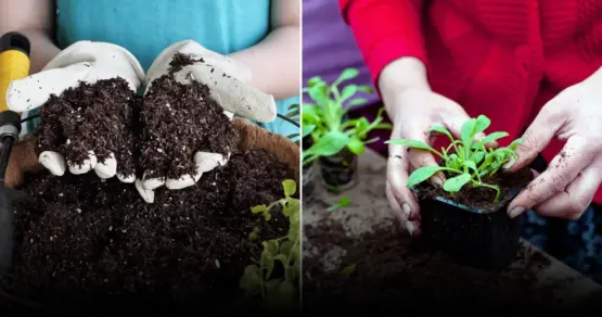 Дачникам рассказали про преимущества использования древесной золы при подготовке рассадных грунтов