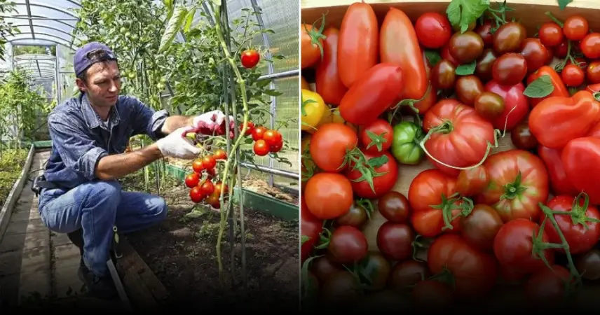 Восстановление почвы после сбора томатов: выбор сидератов и их роль