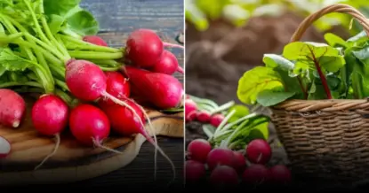 3 ошибки при посадке редиса: как избежать