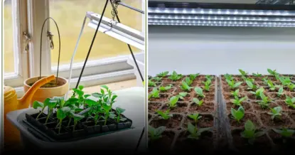 4 ошибки, которые могут погубить рассаду огурцов: избегай их