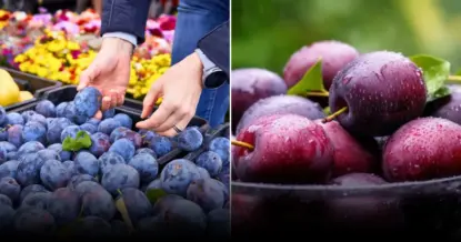 Как защитить сливу от тли без химии: 3 народных рецепта