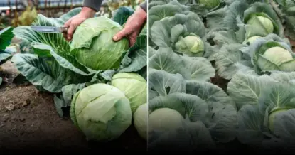 Совместная посадка для защиты капусты от вредителей: что нужно знать