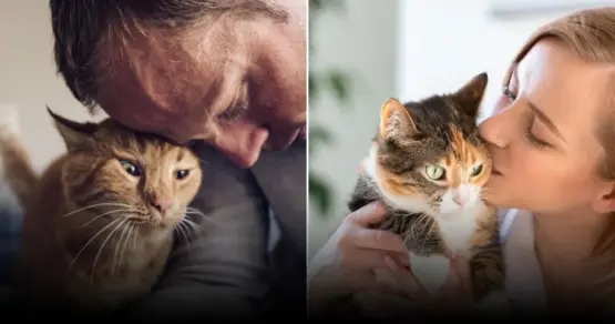 5 простых способов завоевать доверие кошки: основные рекомендации