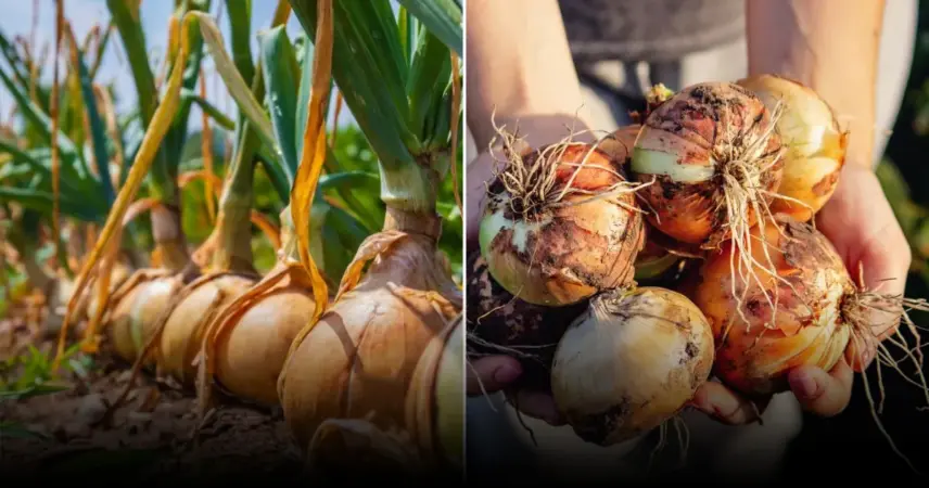 Полив лука содой обеспечивает заметные результаты всего за неделю