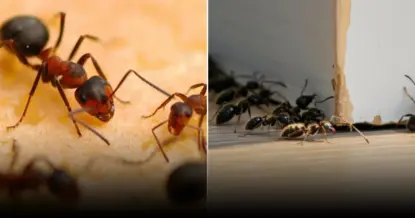 Названы эффективные и безопасные средства борьбы с муравьями на кухне