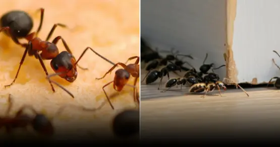 Названы эффективные и безопасные средства борьбы с муравьями на кухне