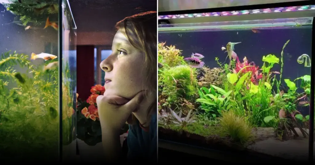 Аквариумная вода: живая подкормка для растений