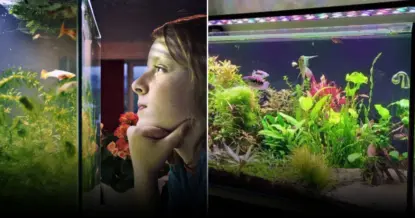 Аквариумная вода: живая подкормка для растений