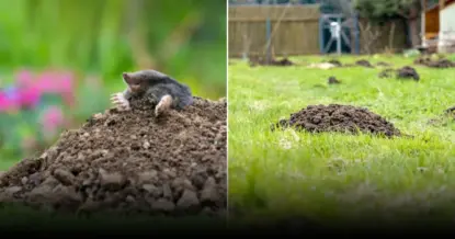 Как отпугнуть мышей, кротов и медведку  без вреда для участка