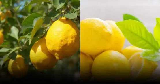 Россиянам объяснили, зачем замораживать лимоны