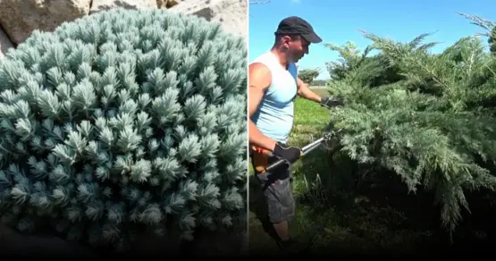 Как выбрать деревья для дачи и не навредить дому: практические советы