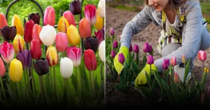 Начинается сезон посадки тюльпанов: советы экспертов